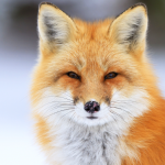 Cute Fox Tries to Dive Into a White Bed Sheet Thinking It’s Snow