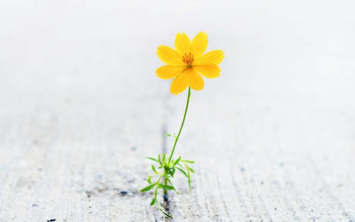 The Mistake Pessimists Keep Making The Mistake Pessimists Keep Making